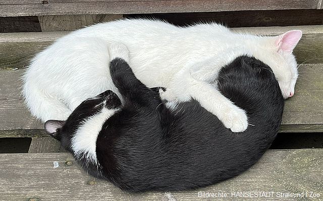 Im Ackerbürgerhaus des Zoos wohnen jetzt die Kater Max und Moritz.